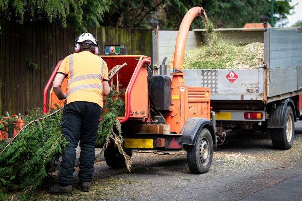 How Our Tree Care Process Works  in  Valley Springs, CA