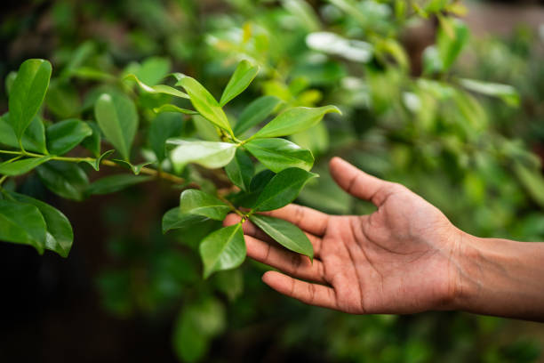 Best Leaf Removal  in Valley Springs, CA