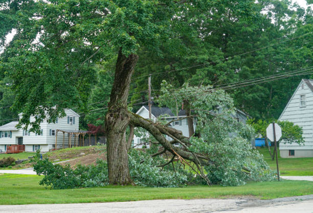 Reliable Valley Springs, CA Tree Services Solutions